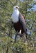 Afrikanischer Seeadler