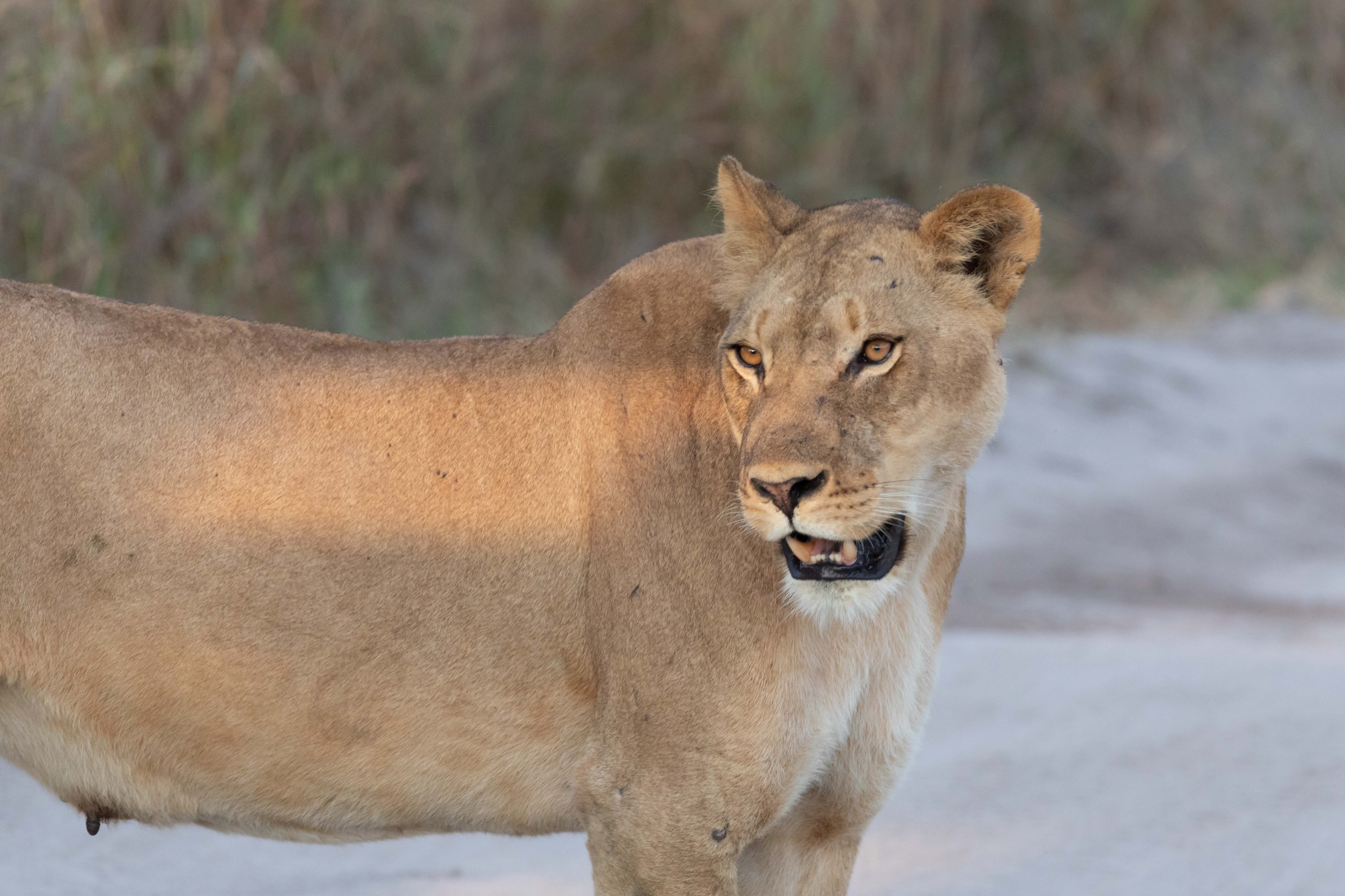 Kasane und Chobe-Nationalpark