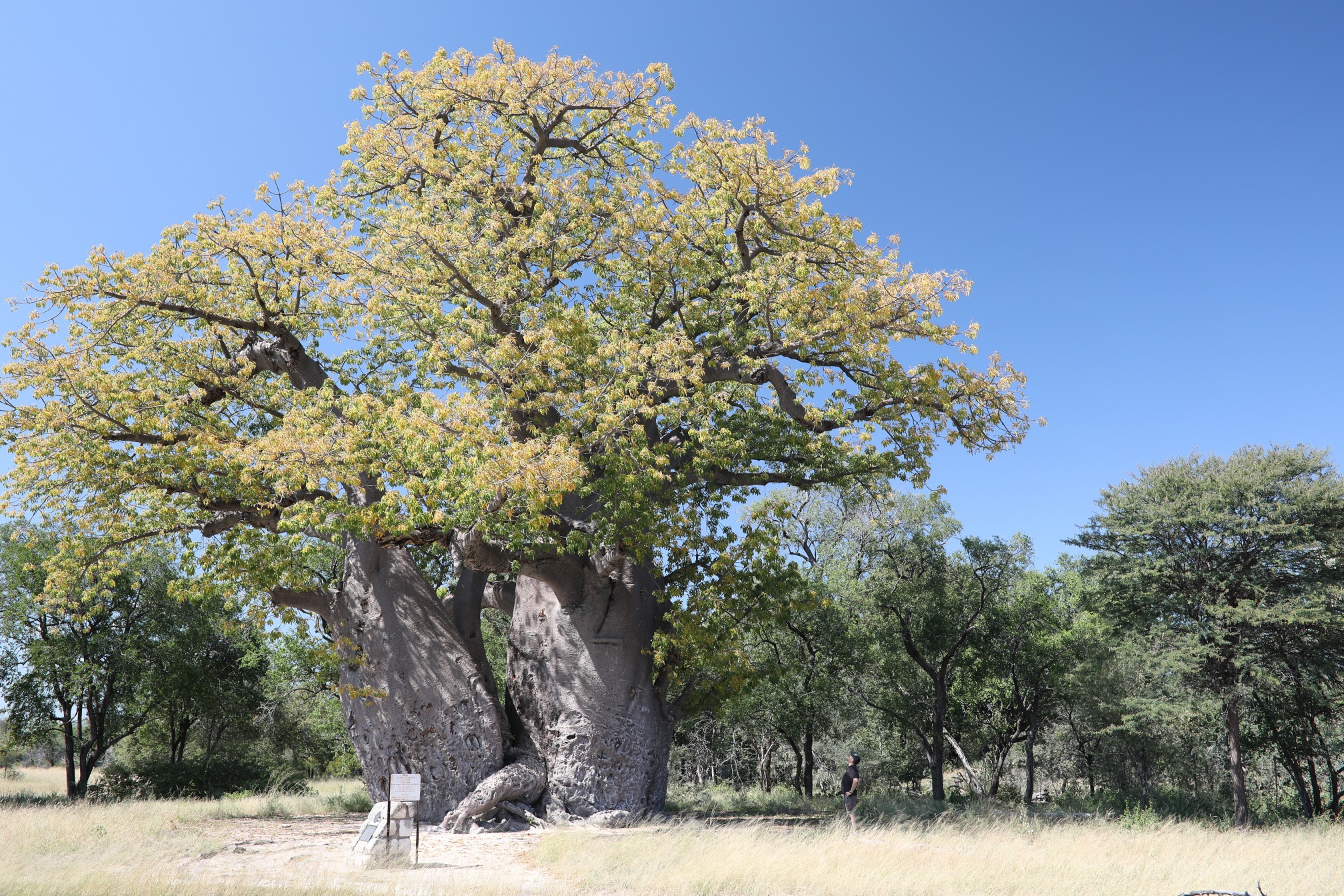 Vom Etosha weiter in Richtung Caprivi Streifen