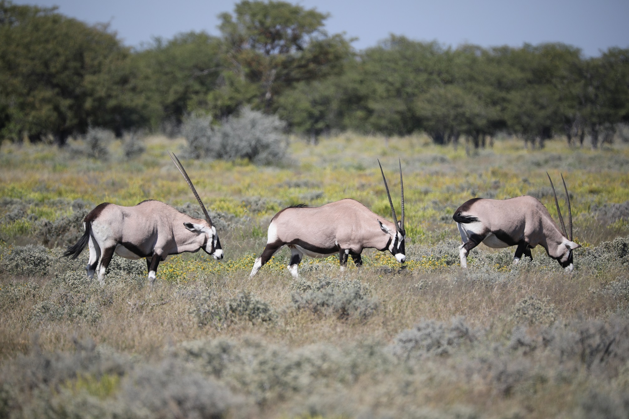 Etosha