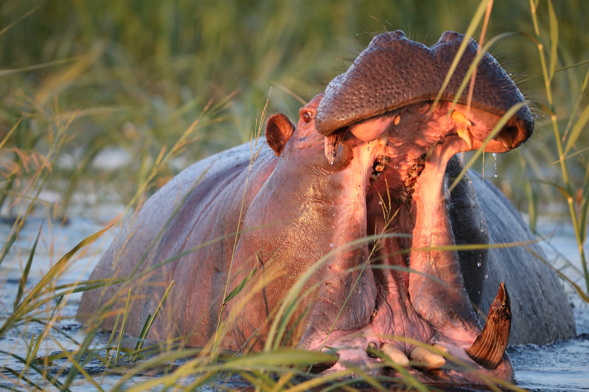 Ndhovu Lodge und Okavango River