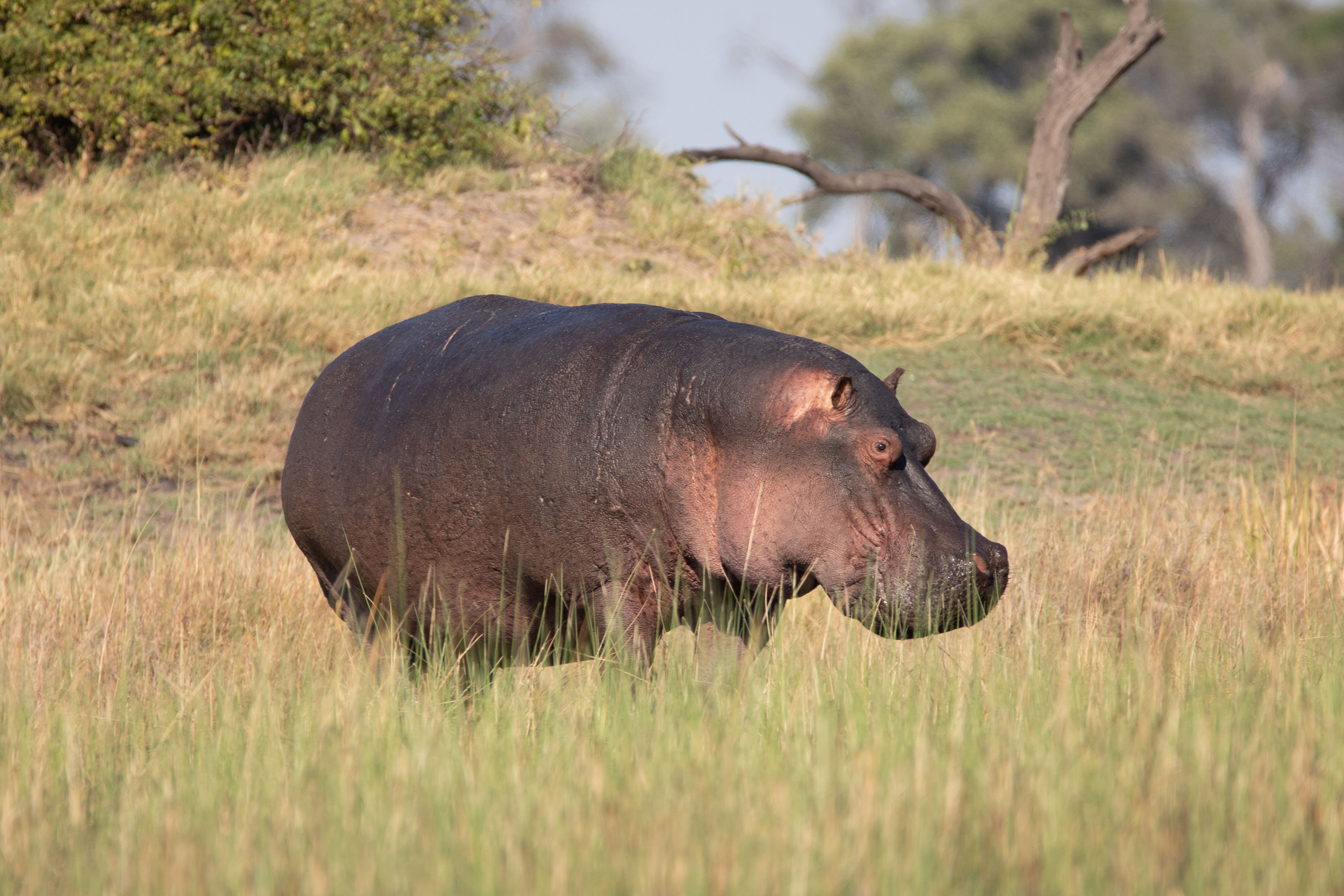 Tourfinale: Okavango Delta